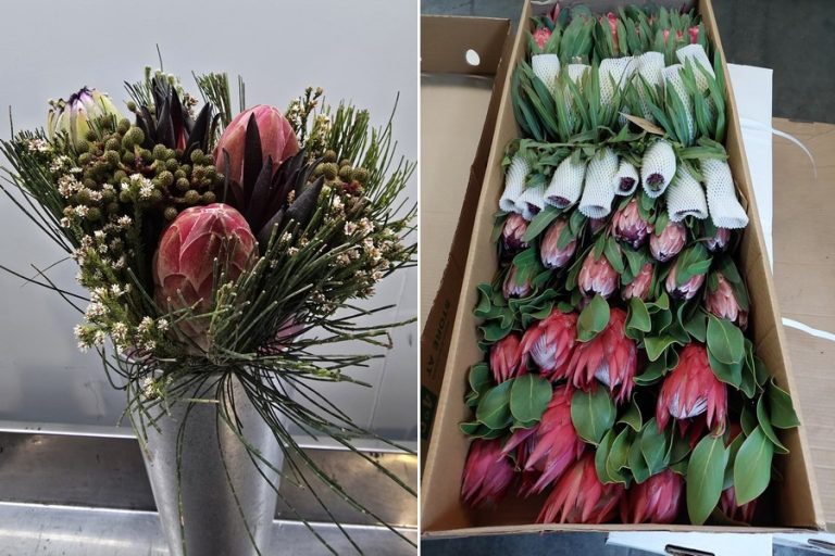 From Farm to the World: Gauteng Powers Afrex’s Floral Export Boom