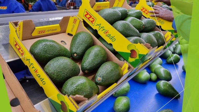 South African Avocados Storm Shanghai: A Game-Changer for 2025