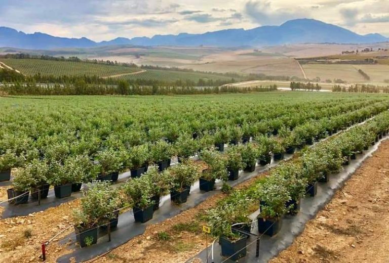 IBO Summit 2025: Cultivating the Future of Blueberries in the Heart of Africa