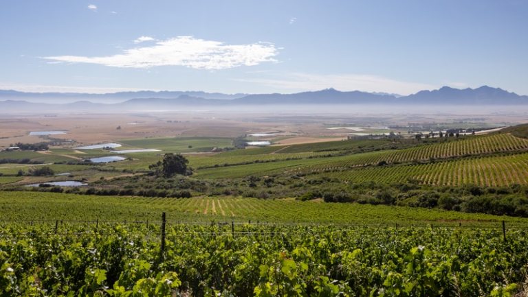 Allesverloren Reinvents for the Future, Rooted in Six Generations of Swartland Soil