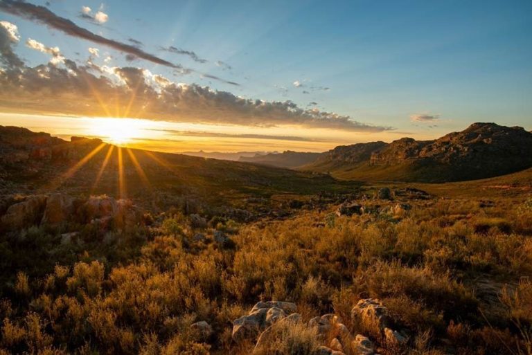 Rooibos Finds New Life as Eco-Friendly Hero This World Environment Day