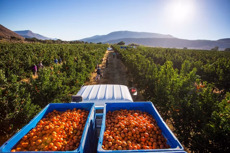 Breaking New Ground: South African agriculture’s Post-Tariff Landscape