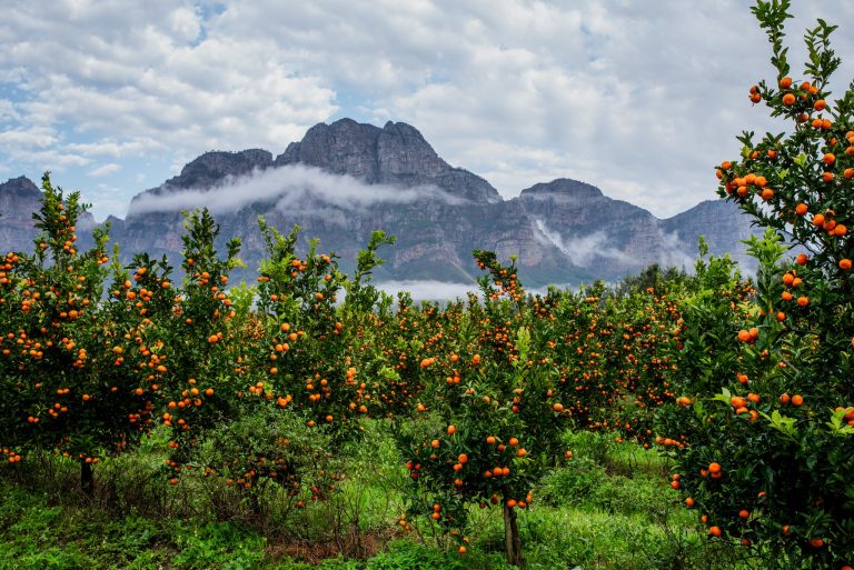 Boschendal Citrus Festival Returns This July