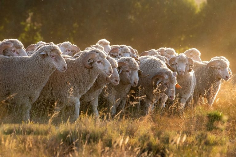 Merino Classic and National Fleece Show Return to NAMPO Cape 2025