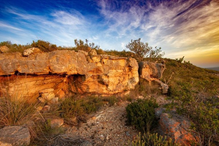 Overberg Farmland Protection Effort Supports Biodiversity and Black Harrier Breeding