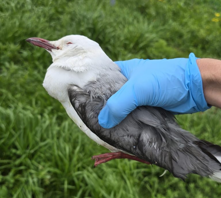 Bird Flu Resurfaces: Western Cape on Alert as Avian Influenza Cases Rise