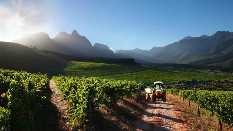 South African Wine: The Next Decade Is About Value, Not Volume
