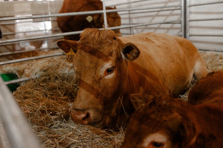 Nampo Cape 2025: A Showcase of Livestock, Breeding, and Agricultural Excellence