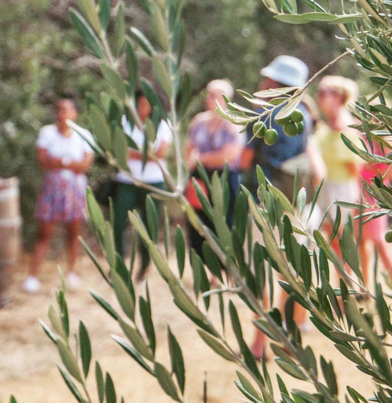 Swartland Olive Festival 2025: Celebrating Heritage, Flavor and Community