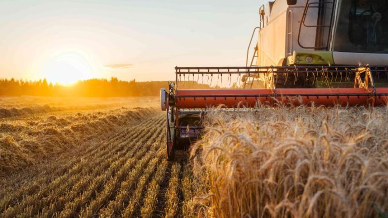 Western Cape Agriculture Powers Economic Growth With 14% Year-on-Year Surge in Q2 2025