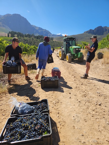 GEN-Z Vineyard Project