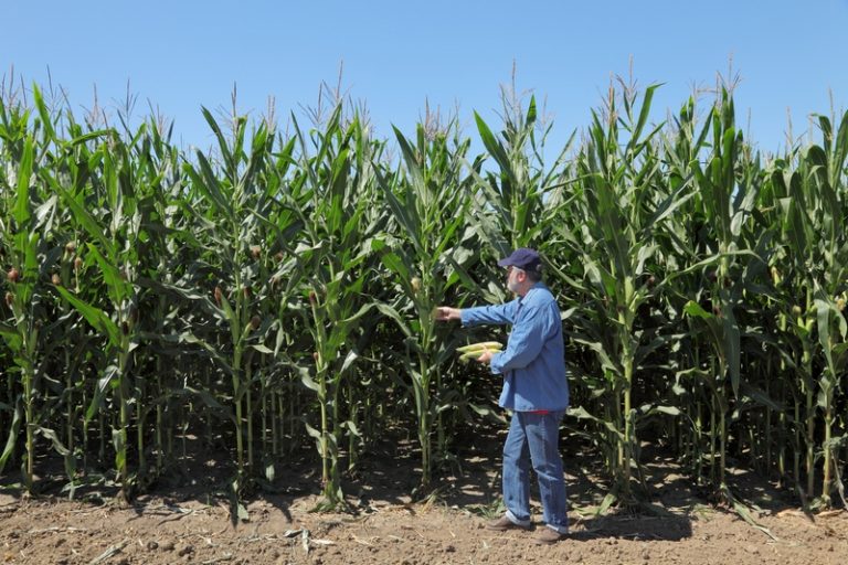 Zimbabwe Lifts Maize Import Ban: Boost for South Africa’s Farmers and Consumers