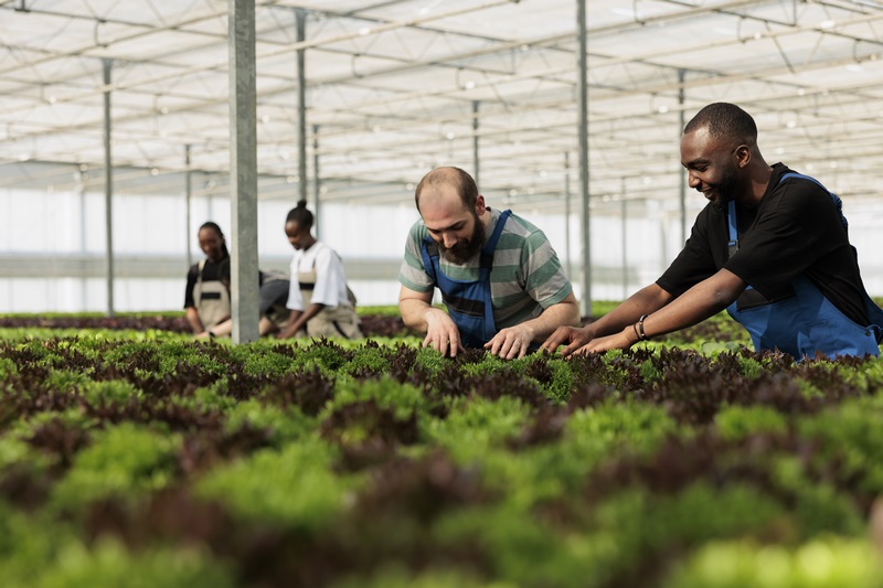 Diverse men and women working in greenhouse inspecting green plants crop for pests and damage Agriculture