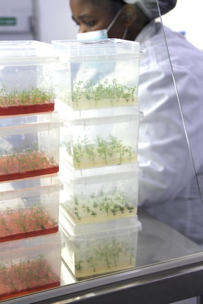 South Africa Pioneers Clean Plum Cultivars Through Micropropagation South Africa