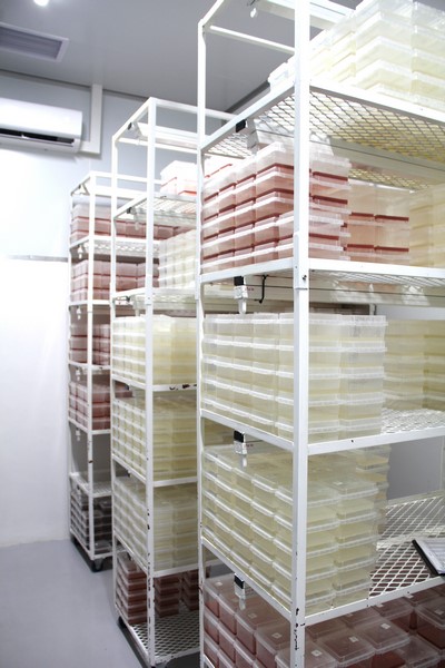 Micropropogation Culdevco 2025 (2) (Copy) South Africa