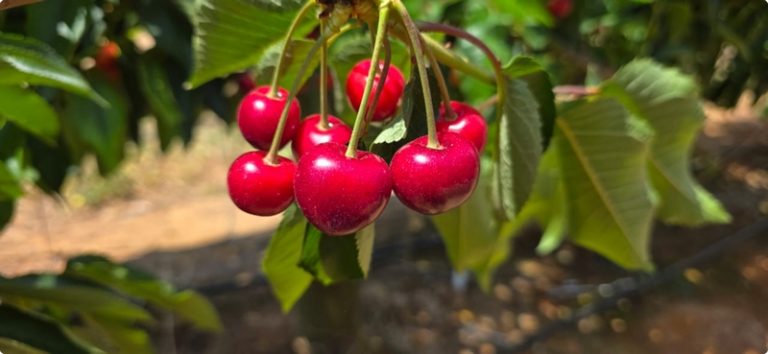 Tru-Cape’s 2025 Cherry Season: A Record-Breaking Harvest