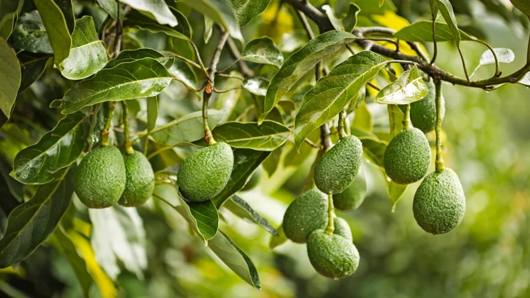 Precision Breeding and Climate-Resilience: De-Risking Future Avocado Production