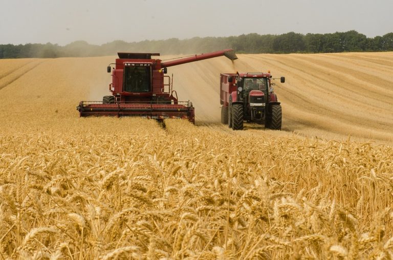 Grain SA Warns of Critical Conditions in the Wheat Industry