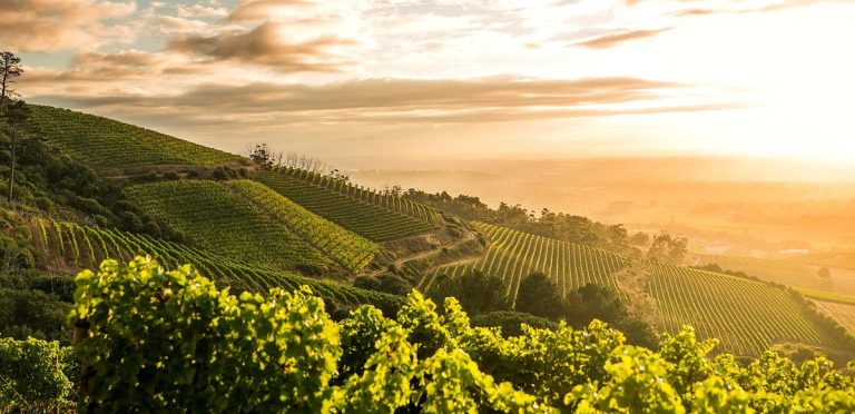 South African Wine Industry Shines Globally with Historic November Triumphs