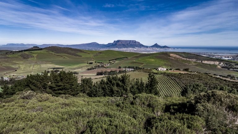 Durbanville Wine Valley Strengthens Agricultural Legacy With Unprecedented Achievements