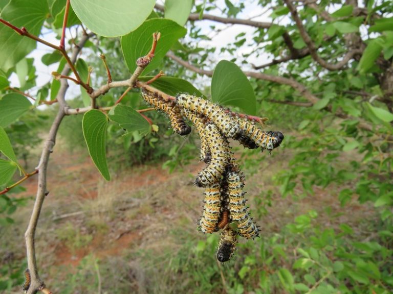 New Research Warns of Declining Genetic Diversity in Mopane Worms