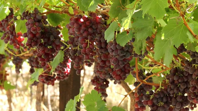 Early Table Grape Season Tests Export Logistics