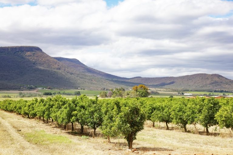 SA Agriculture Turns 2025 Lessons into 2026 Action