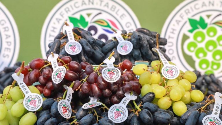 Record Pace, Rising Pressure: A Mid-Season Review of the 2026 Table Grape Harvest