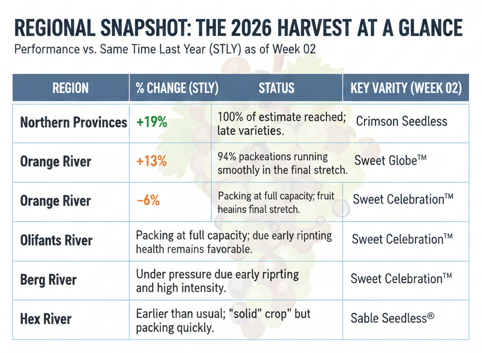 Record Pace, Rising Pressure: A Mid-Season Review of the 2026 Table Grape Harvest