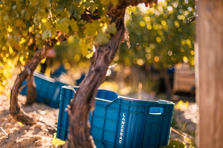 Dual Pulse of January: A Study in South African Agricultural Contrast