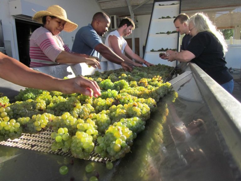 SA Wine Industry Enters 2026 With Clear Priorities and a Focus on Execution