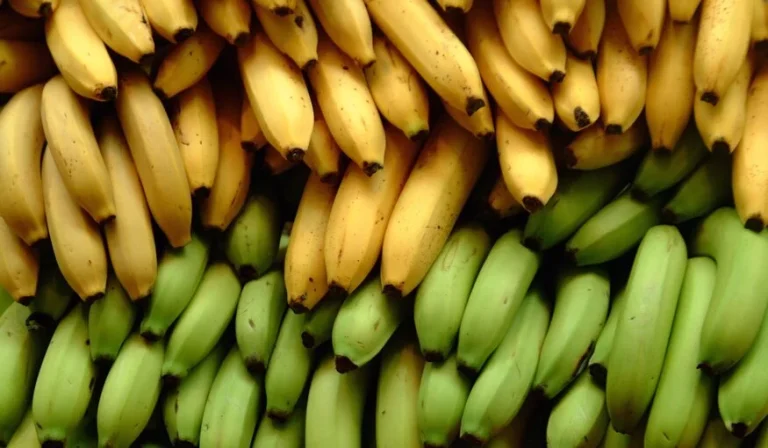 How Infrastructure and Logistics Define the Modern Banana Industry