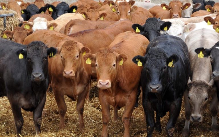 Minister Steenhuisen Appoints Industry Council to Lead FMD Eradication Drive
