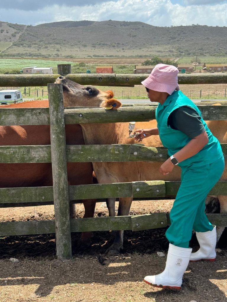 FMD Confirmed in Mossel Bay: 10km Quarantine and Ring-Vaccination Underway