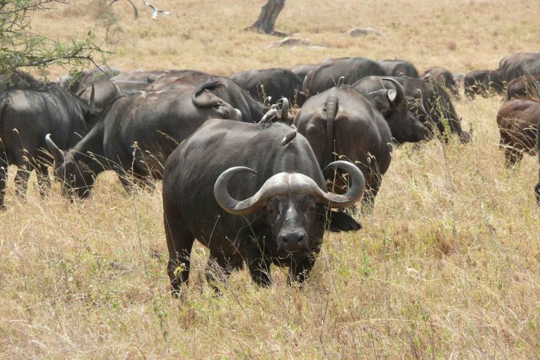 Steenhuisen Bridges Wildlife Gap to Safeguard R80bn Livestock Sector