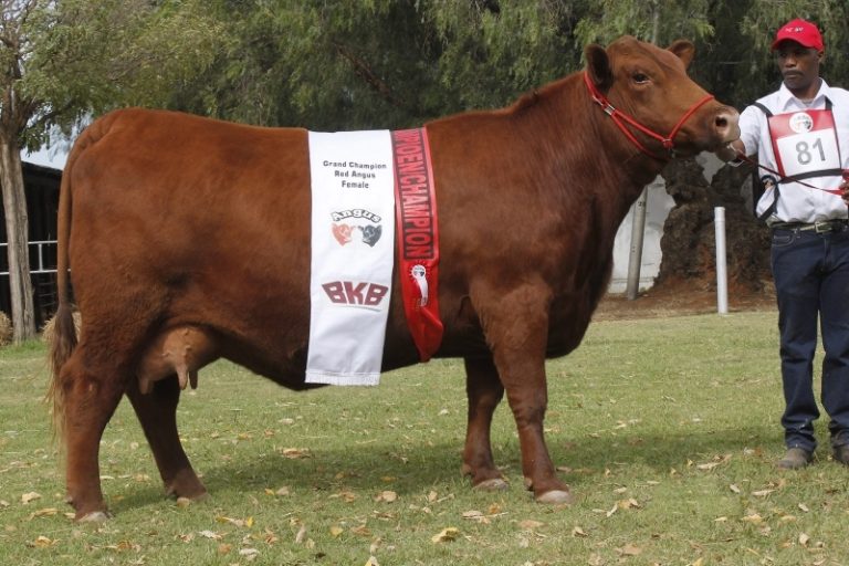 Biosecurity Over Tradition: 2026 Show Season Pivot as FMD Declared National Disaster