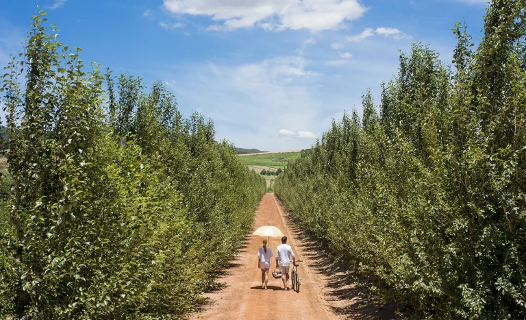 Agritourism emerges as a key diversification strategy for South African farmers