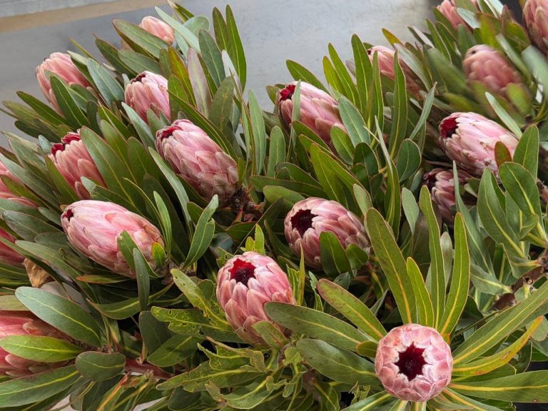 The Protea Powerhouse From Farm Gate to Global Markets
