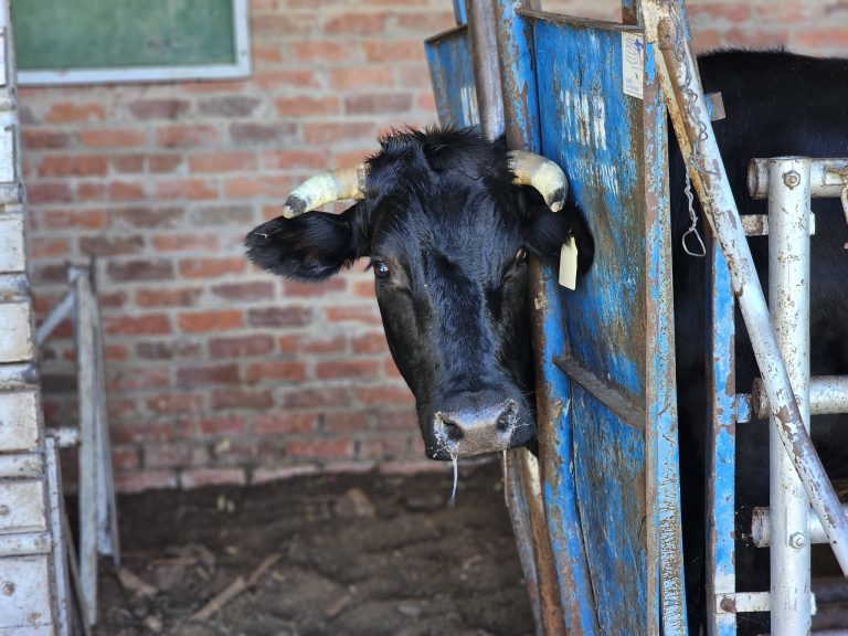 State to Foot Bill for Nationwide FMD Vaccination Campaign