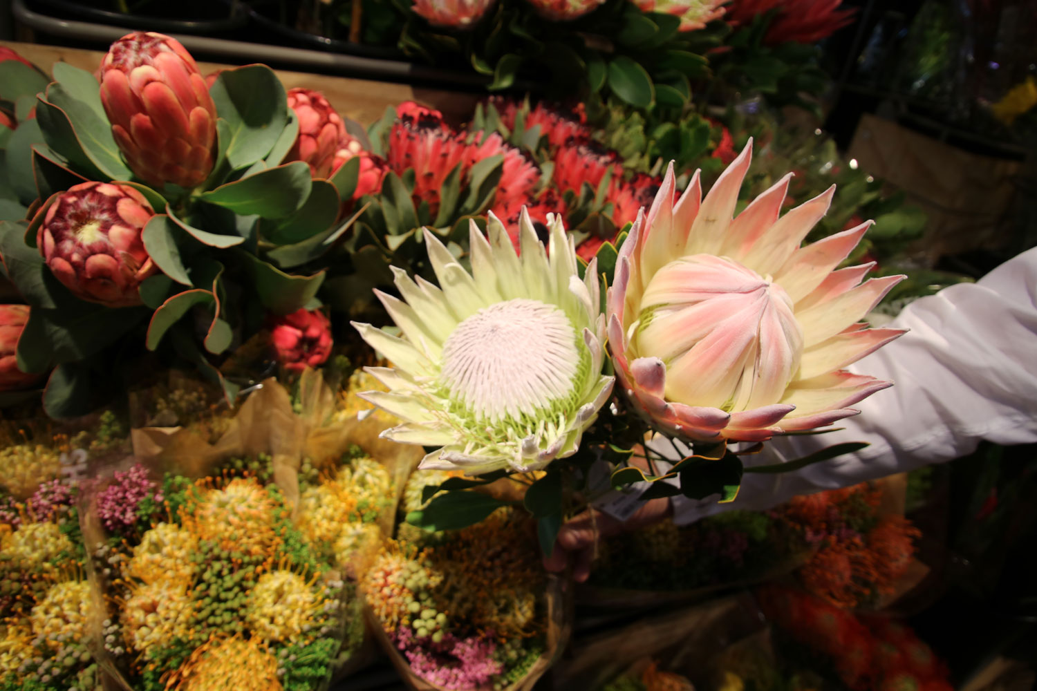 Protea 