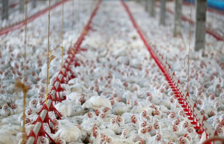 How South African Poultry Farmers Redefined Global Competitiveness in 2026