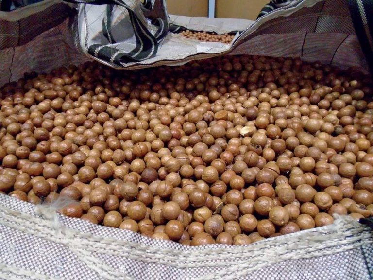Leveraging the European Health Market to Stabilize SA Macadamias