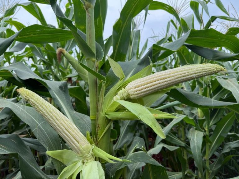 Internationally Established Croplan Seed Brand Launches in South Africa