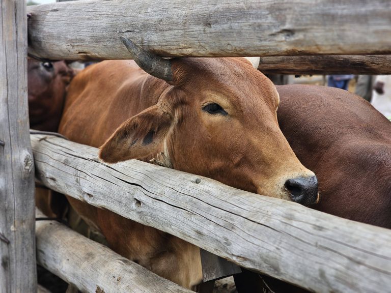 Two Million Doses Bolster South Africa’s FMD Response