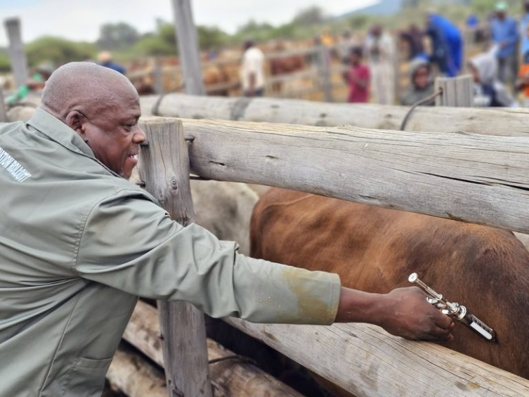 Final Call: 48 Hours to Shape the “War on FMD” Vaccination Scheme