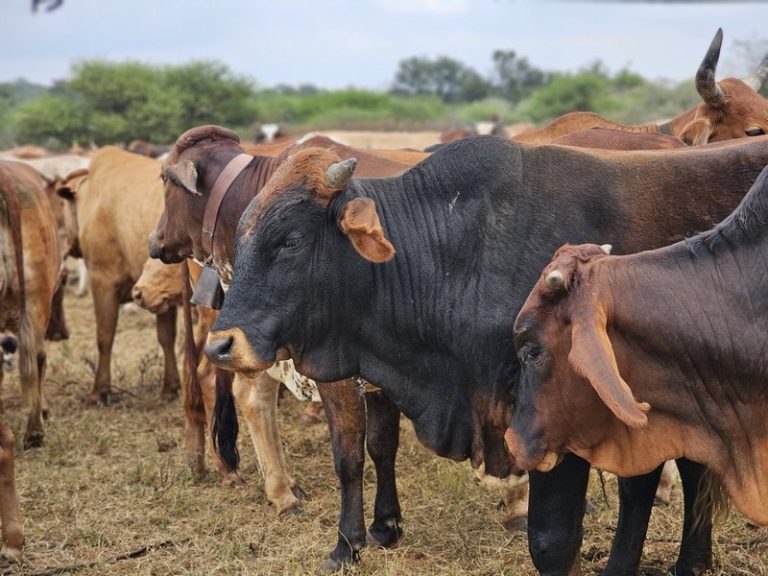 South Africa Shifts to Proactive War on Foot-and-Mouth Disease