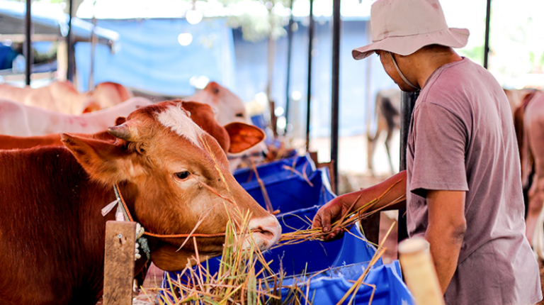 Western Cape Allocates R22 Million to Support Livestock Farmers Amid Dry Conditions