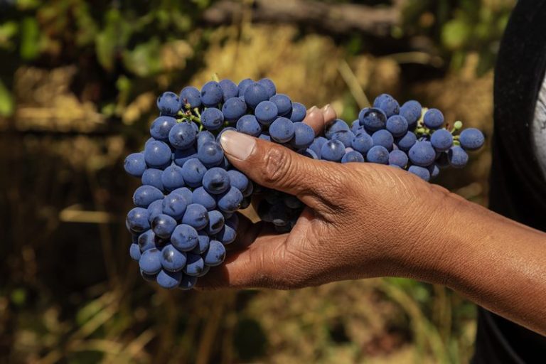 The April Waiting Game: Can SA Agriculture Weather the New “Section 301” Storm?