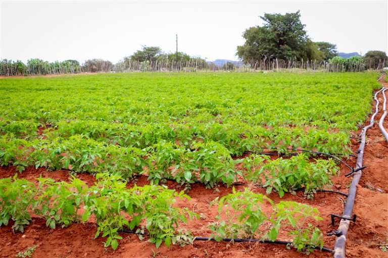 Tiger Brands’ Hulisani Programme Expands Support for Emerging Farmers