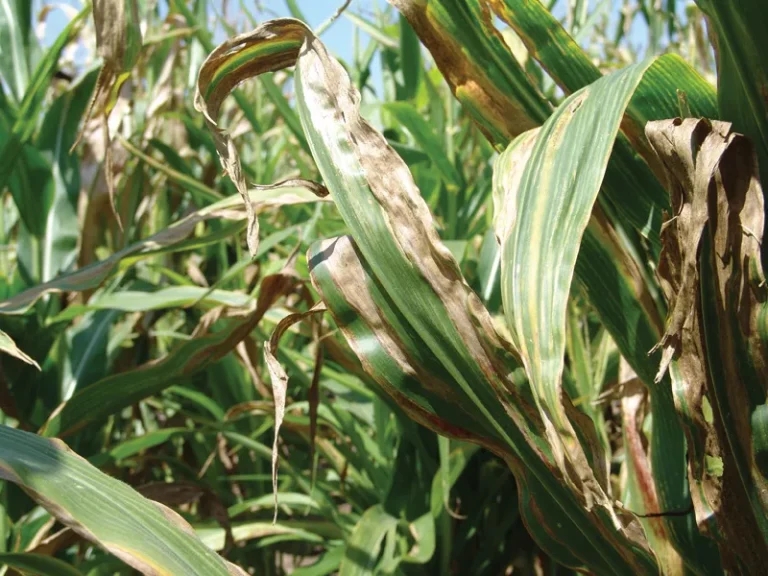 Goss’s Wilt Now in 8 Provinces—KZN the Only “Clean” Zone Left